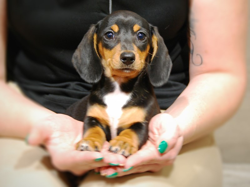 Dachshund Dog Female Black / Tan 17636