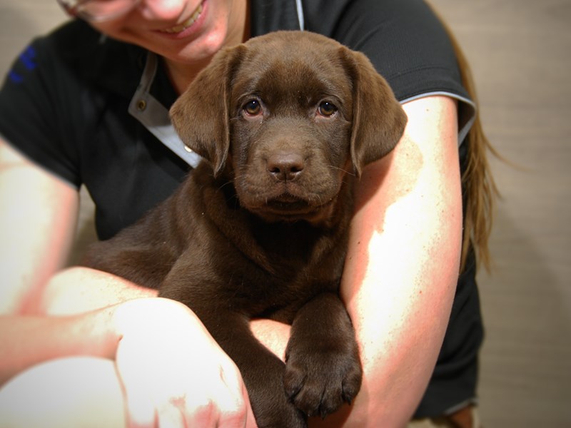 Labrador Retriever Dog Female Chocolate 17640