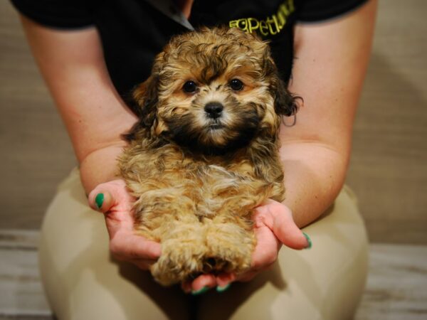 Shih Tzu/Miniature Poodle-DOG-Female-sbl-17641-Petland Iowa City, Iowa