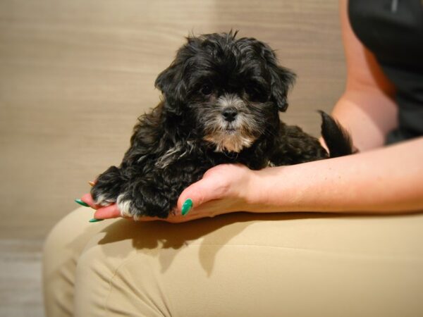 Shih Tzu/Miniature Poodle-DOG-Female-blk & wh-17642-Petland Iowa City, Iowa