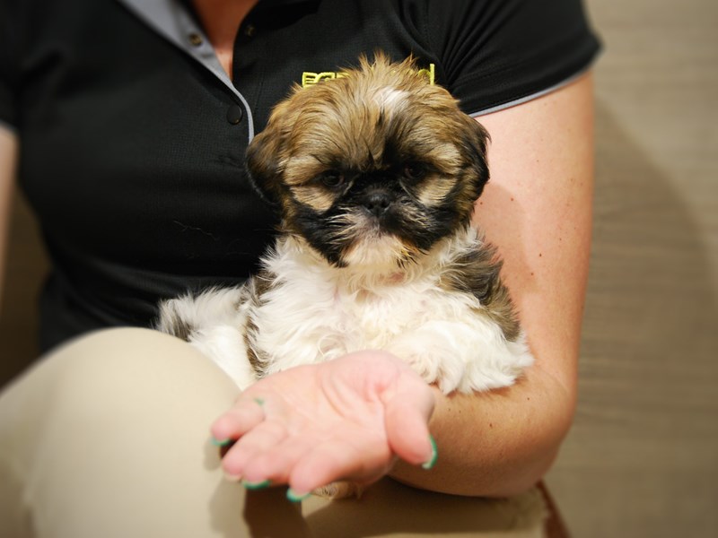 Shih Tzu Dog Female br & wh 17643