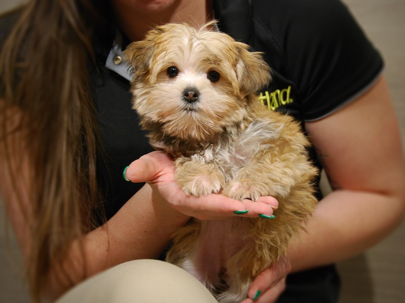 Morkie Dog Female gld 17645