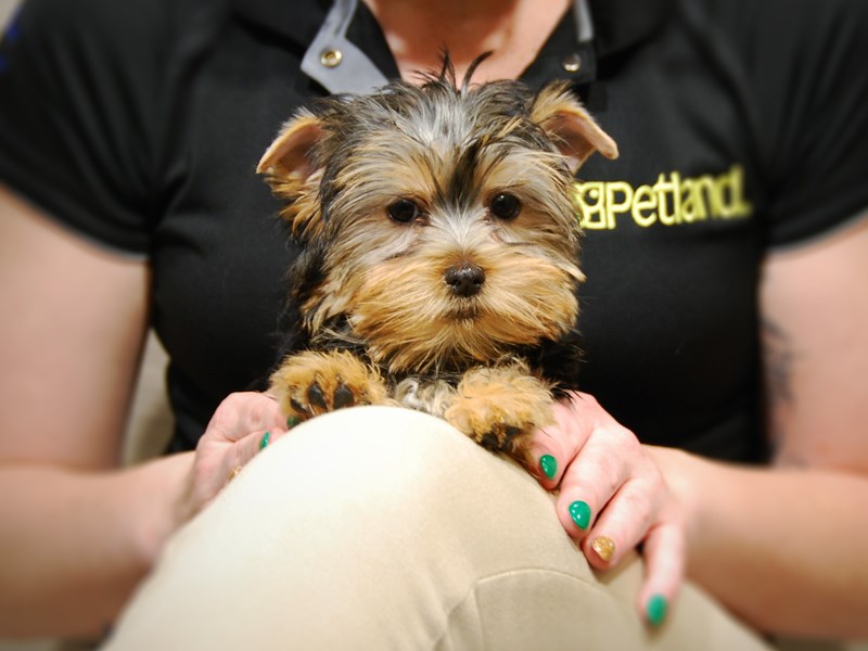 Yorkshire Terrier Dog Female 17646