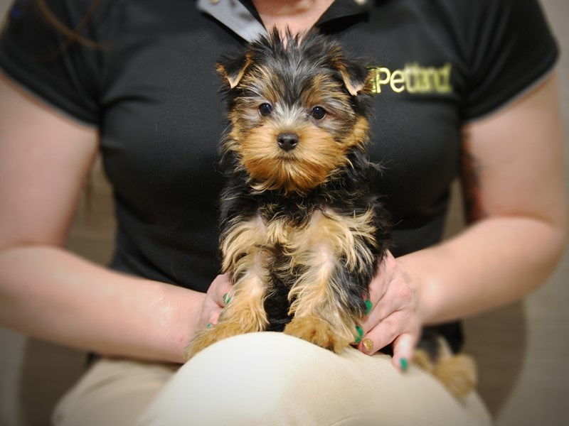 Yorkshire Terrier Dog Male 17647