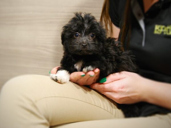 Havanese DOG Female 17648 Petland Iowa City, Iowa