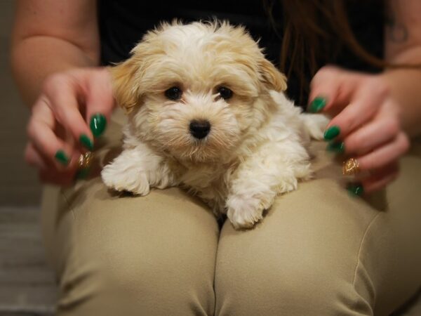 HavaPom DOG Female 17649 Petland Iowa City, Iowa