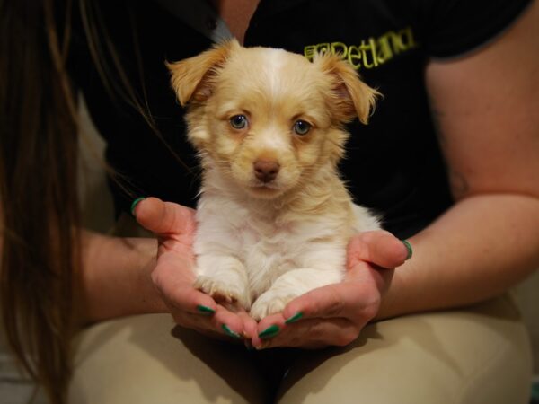 HavaPom DOG Male 17650 Petland Iowa City, Iowa