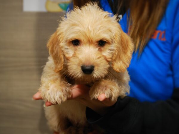 Labradoodle Mini-DOG-Female-Yellow-17658-Petland Iowa City, Iowa