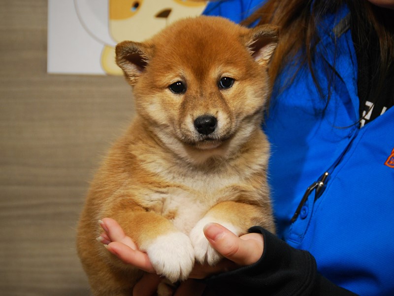 Shiba Inu Dog Female Rd/Wht 17656
