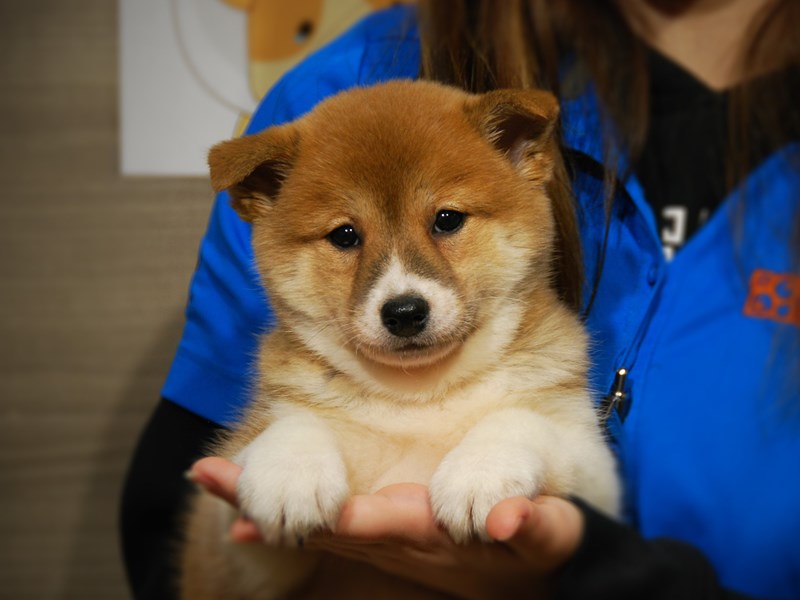 Shiba Inu Dog Female Rd/Wht 17657