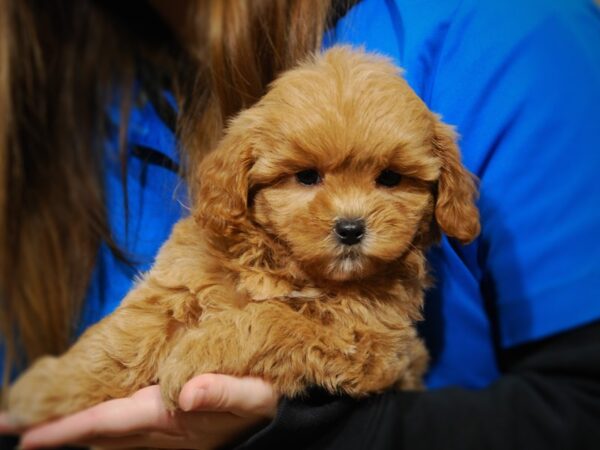 Shipoo-DOG-Female-Tan/Wht-17655-Petland Iowa City, Iowa