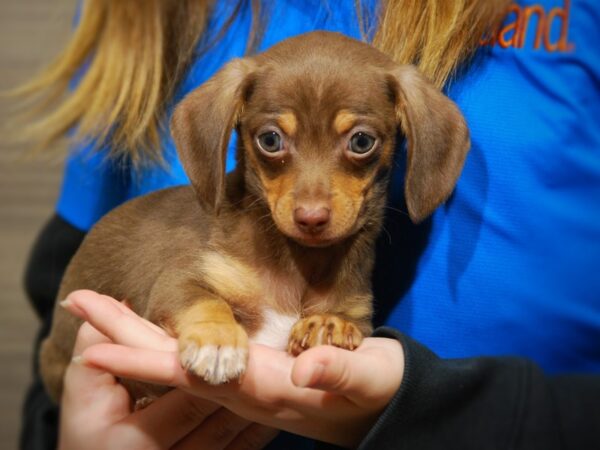 Chiweenie DOG Male 17653 Petland Iowa City, Iowa