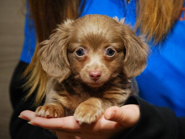 Chiweenie DOG Male 17652 Petland Iowa City, Iowa