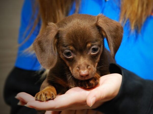 Chiweenie DOG Male 17651 Petland Iowa City, Iowa