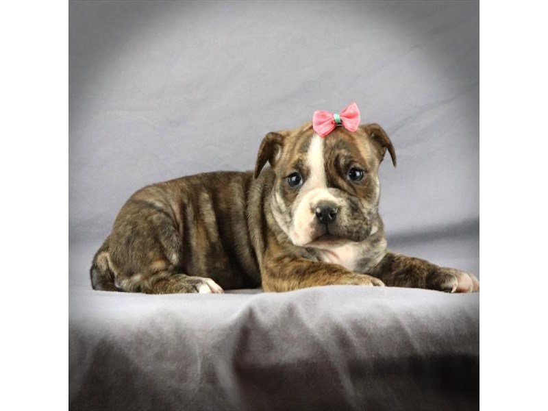 Victorian Bulldog Dog Female Brindle white 17688