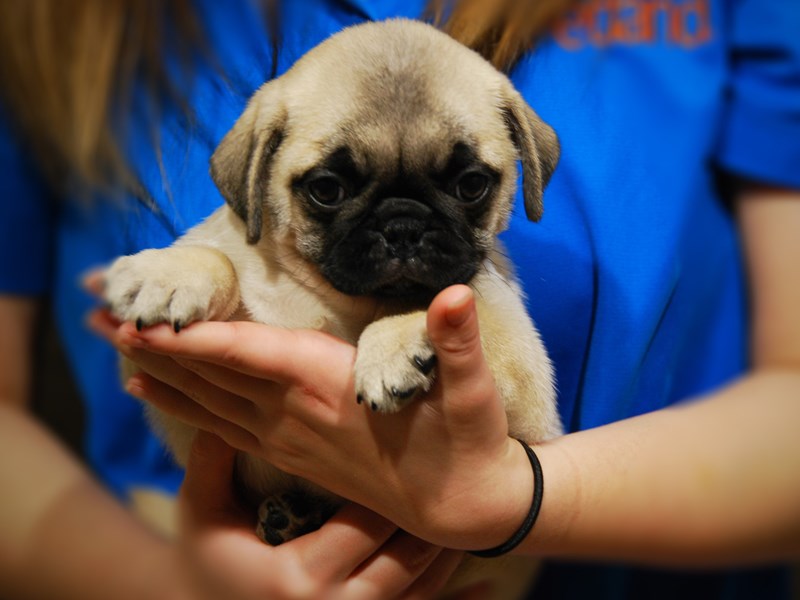 Pug Dog Male Fawn 17659