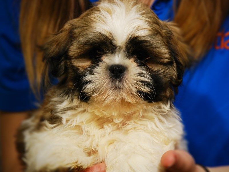 Shih Tzu Dog Male Brown / White 17660