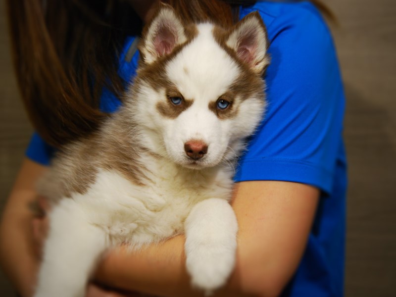 Siberian Husky Dog Female Red / White 17661