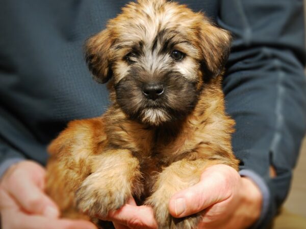 Soft Coated Wheaten Terrier DOG Male Wheaten 17662 Petland Iowa City, Iowa