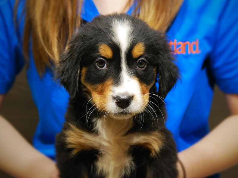 Bernese Mountain Dog Dog Female Black Tan / White 17663