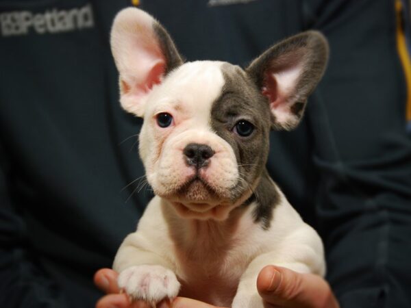 French Bulldog DOG Male Blue / White 17664 Petland Iowa City, Iowa