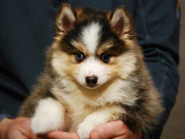 Pomsky DOG Female Gray / White 17665 Petland Iowa City, Iowa