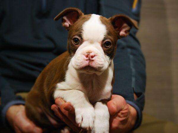 Boston Terrier DOG Male 17667 Petland Iowa City, Iowa