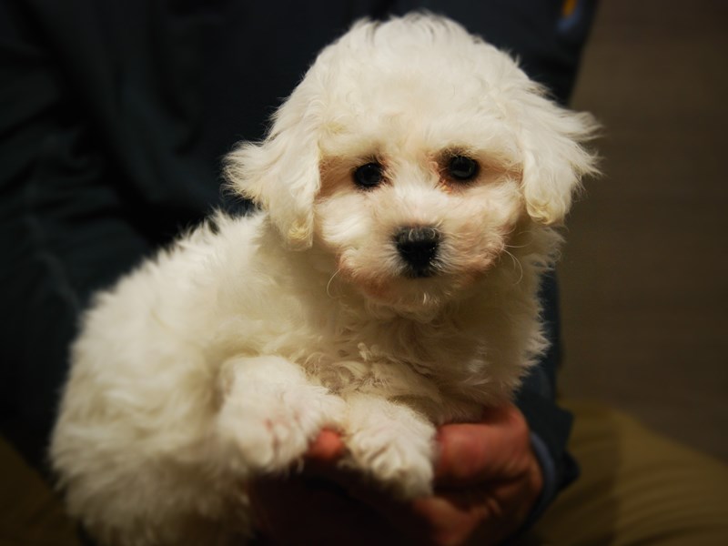 Bichon Frise Dog Female White 17669