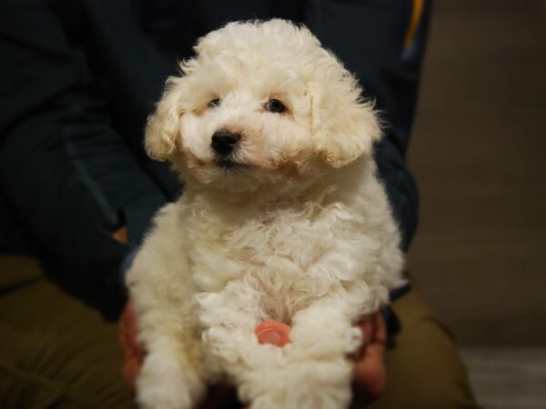 Bichon Frise DOG Male White 17670 Petland Iowa City, Iowa