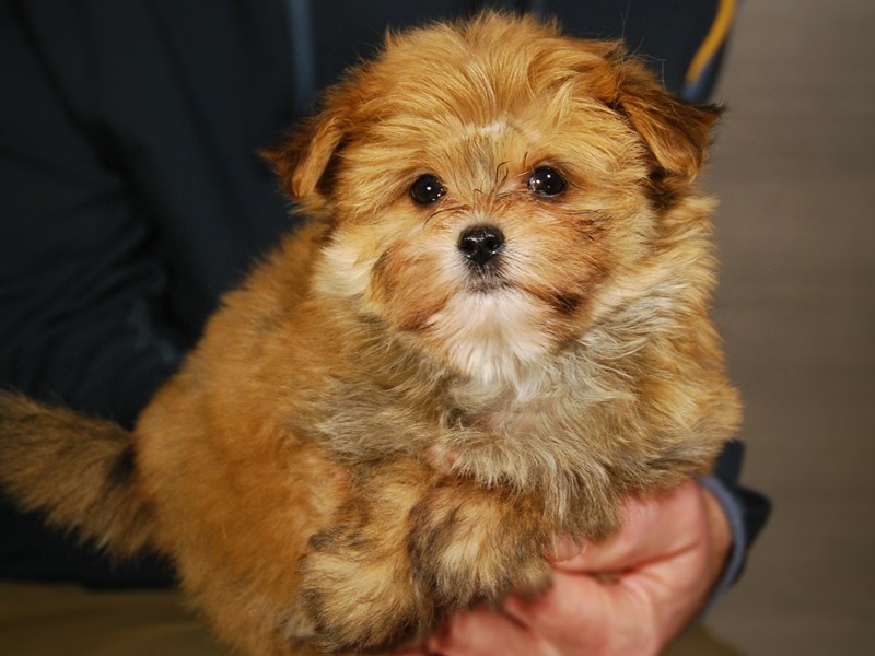 Morkie Dog Female Red/Black Markings 17671