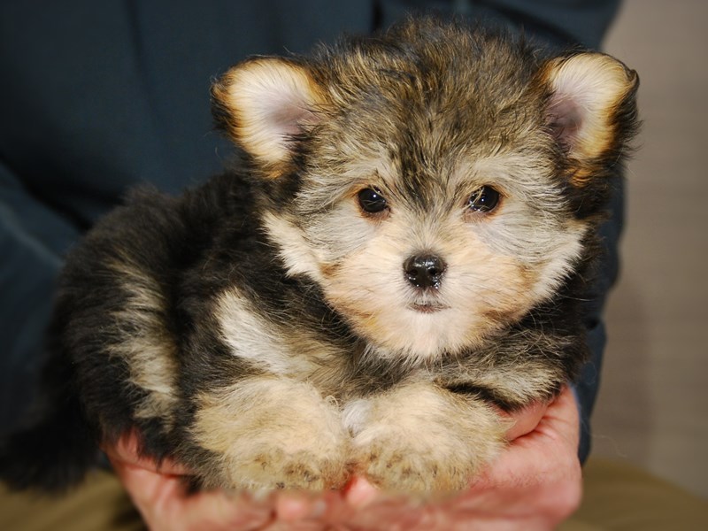 Morkie Dog Female Tri-Colored 17672