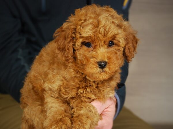 Miniature Poodle-DOG-Male--17673-Petland Iowa City, Iowa