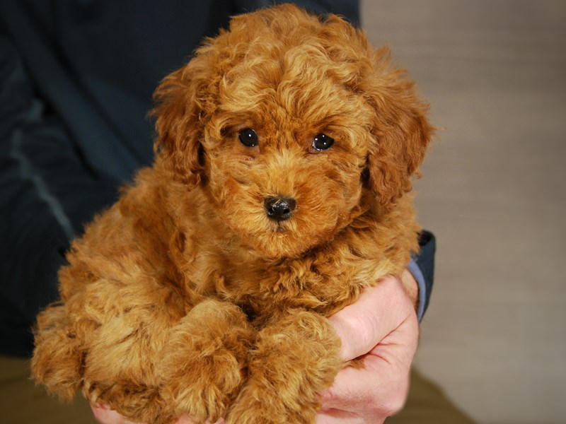 Miniature Poodle Dog Female Red 17674
