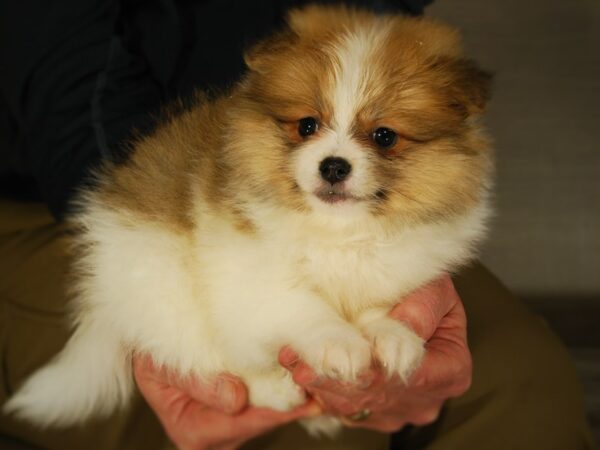 Pomeranian DOG Female Org/Wht 17675 Petland Iowa City, Iowa