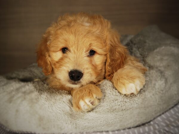 Poodle Mini/Golden Retriever-DOG-Male-Golden-17676-Petland Iowa City, Iowa