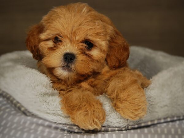 Shih Tzu/Poodle-DOG-Female-Tn/Wht-17678-Petland Iowa City, Iowa