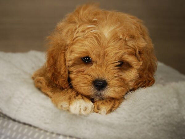 Shih Tzu/Poodle-DOG-Male-Tn/Wht-17679-Petland Iowa City, Iowa