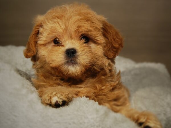 Shih Tzu/Poodle-DOG-Female-Tn/Wht-17680-Petland Iowa City, Iowa