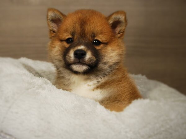 Shiba Inu DOG Male Red/White 17681 Petland Iowa City, Iowa