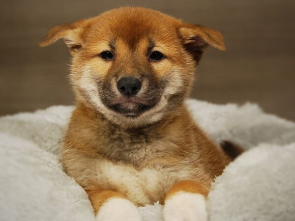 Shiba Inu DOG Female Rd/Wht 17683 Petland Iowa City, Iowa