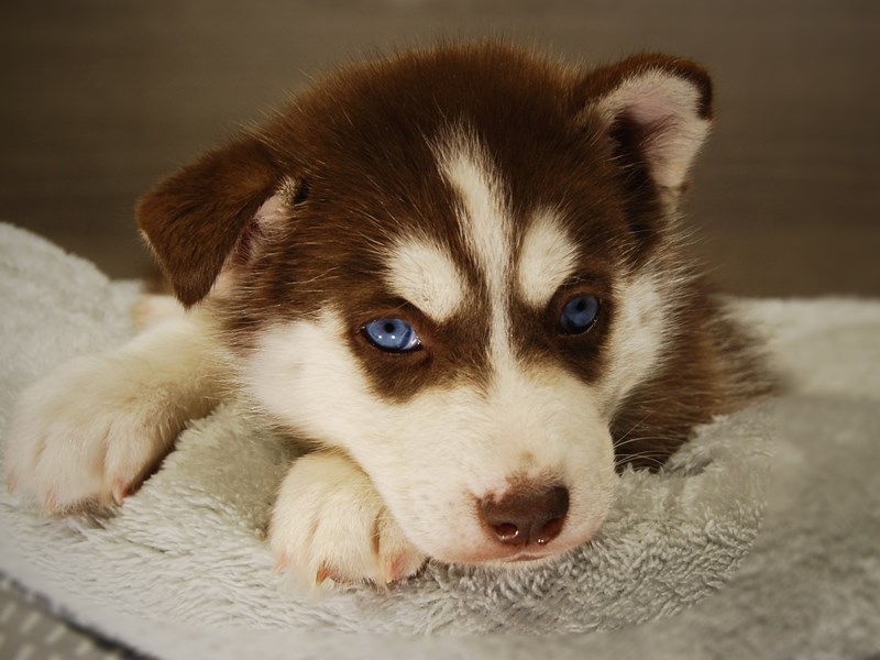 Siberian Husky Dog Male Rd/Wht 17684
