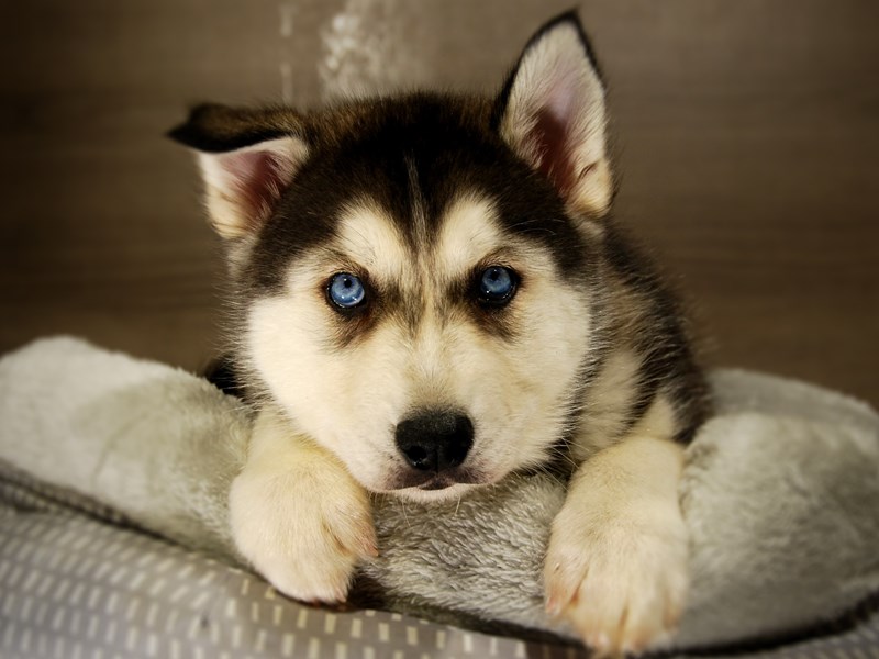 Siberian Husky Dog Male Sbl & Wht 17685