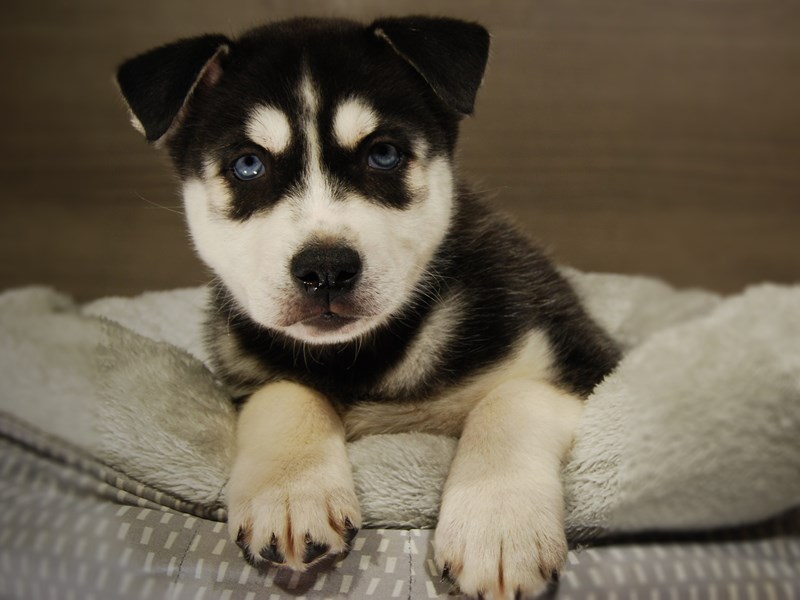 Siberian Husky Dog Male Blk & Wht 17686
