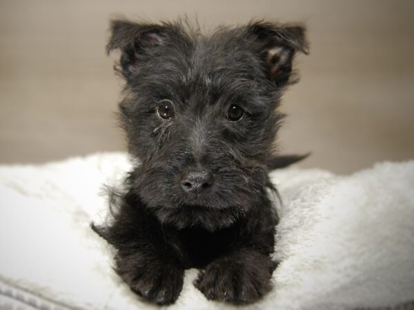 Scottish Terrier DOG Female Black 17687 Petland Iowa City, Iowa