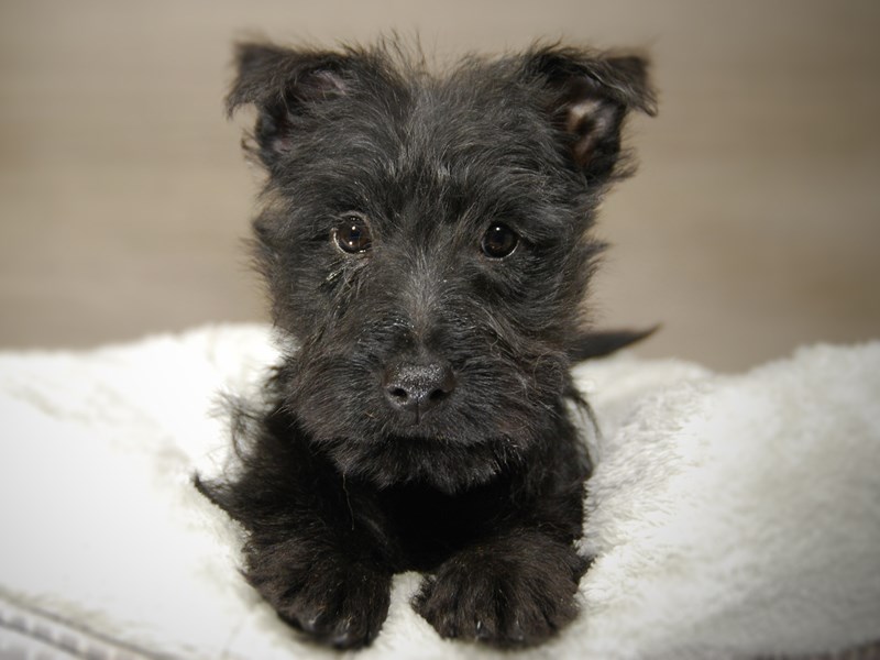 Scottish Terrier Dog Female Black 17687