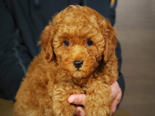 Miniature Poodle-DOG-Male--17689-Petland Iowa City, Iowa