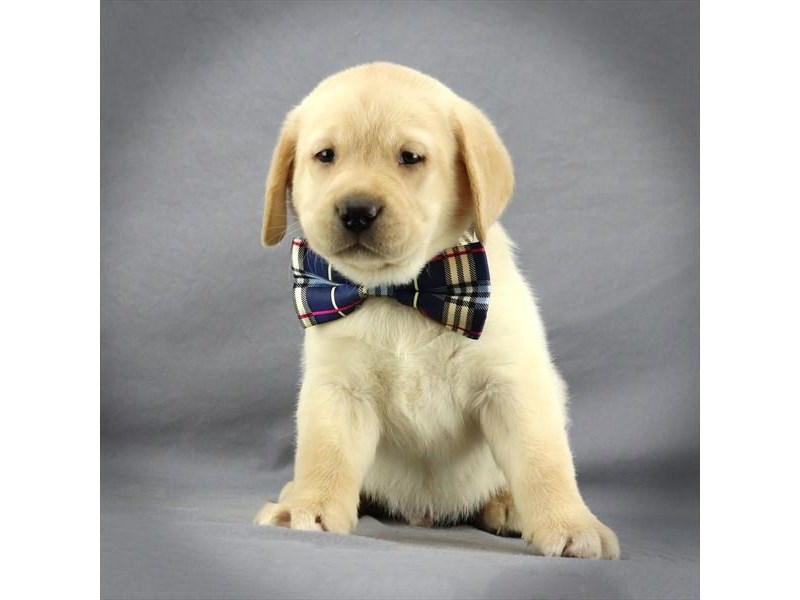 Labrador Retriever Dog Male Yellow 17699