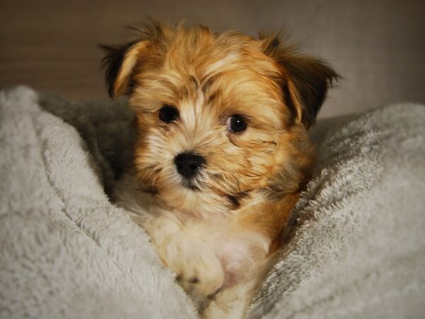 Havanese DOG Male Tri-Colored 17690 Petland Iowa City, Iowa