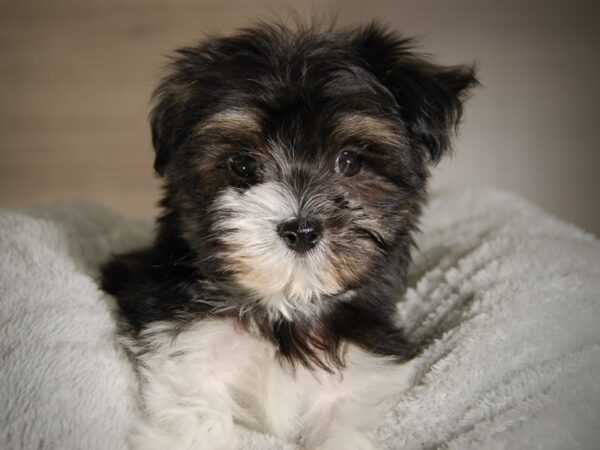 Havanese-DOG-Male-Blk/Wht-17691-Petland Iowa City, Iowa