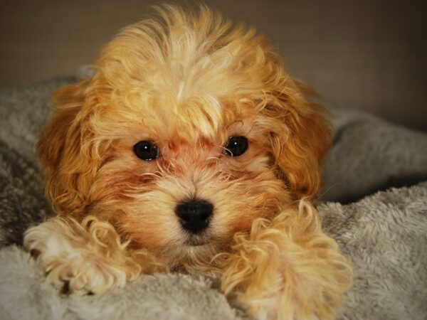 Havapoo-DOG-Male-Red-17692-Petland Iowa City, Iowa